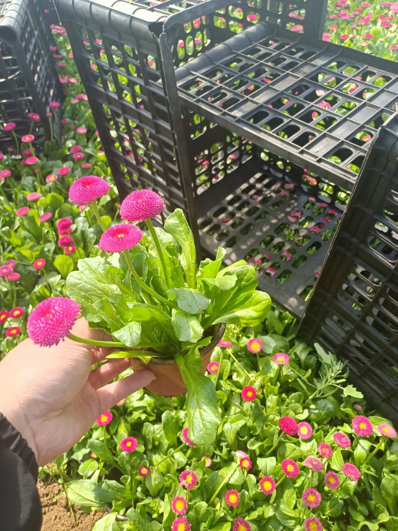 雏菊基地直销，大量供应，可实地看货，一手货源。