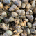 精品螃蟹饲料螺，水蛭米螺，各种规格
