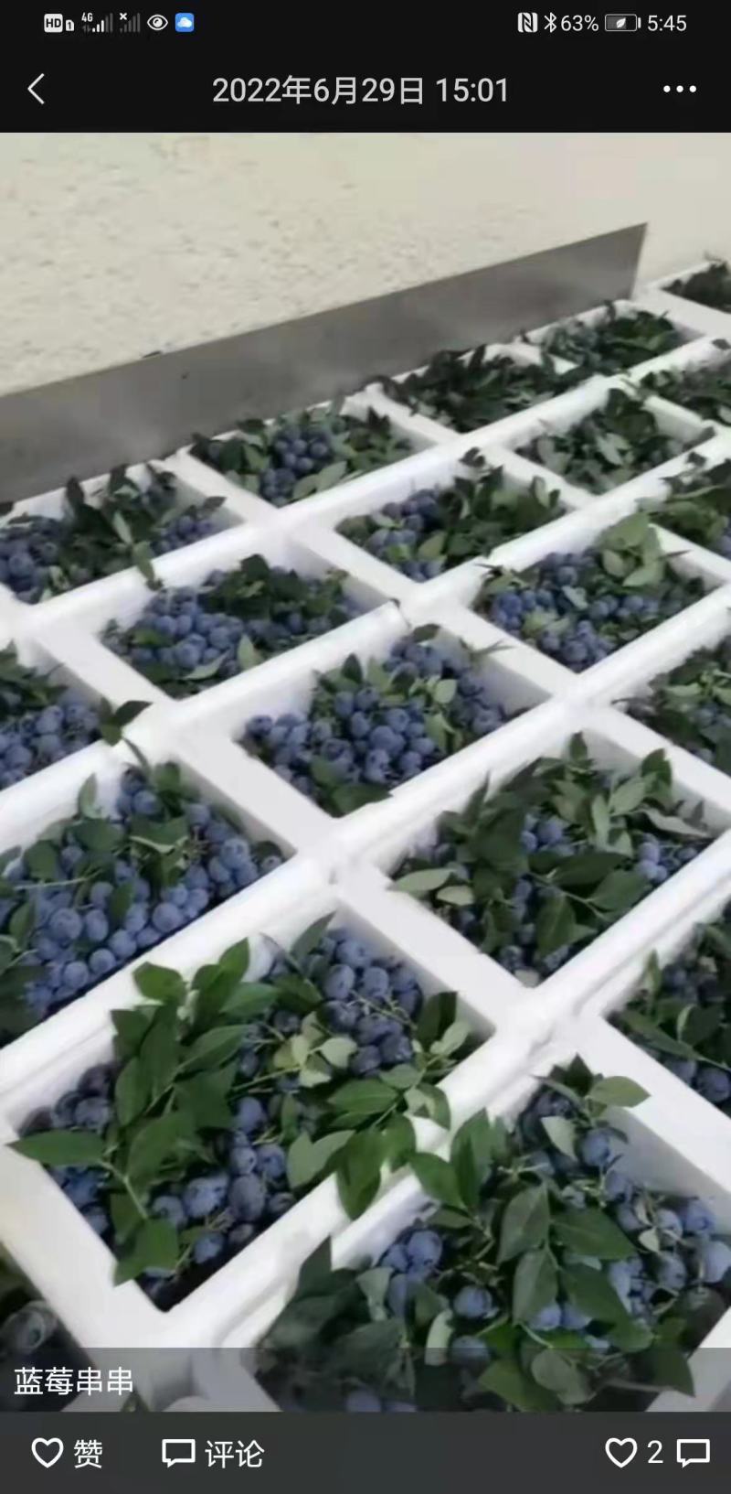 产地蓝莓品种多果品好量大专业代办为客户负责