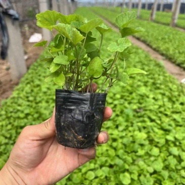 二月兰基地直销，大量供应，可实地看货，一手货源。