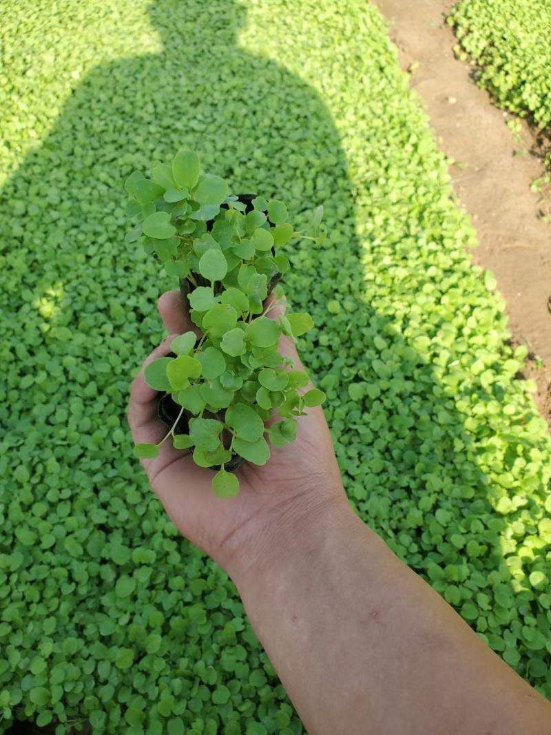 二月兰基地直销，大量供应，可实地看货，一手货源。