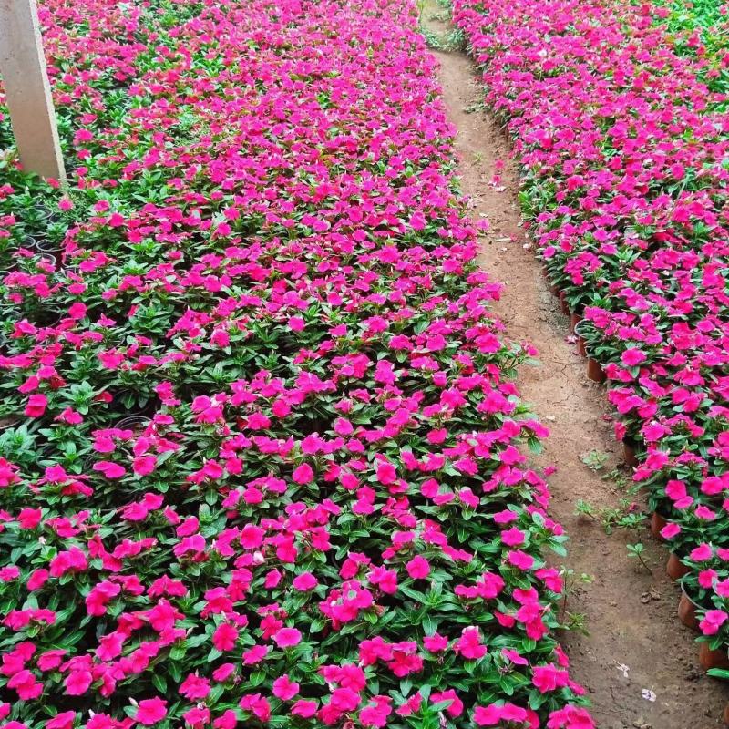 长春花（天天开）基地直销，大量供应，可实地看货，一手货源