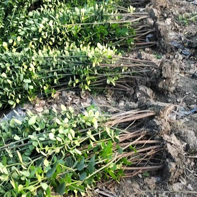 成都基地批发北海道黄杨，各种规格都有需要的老板联系。