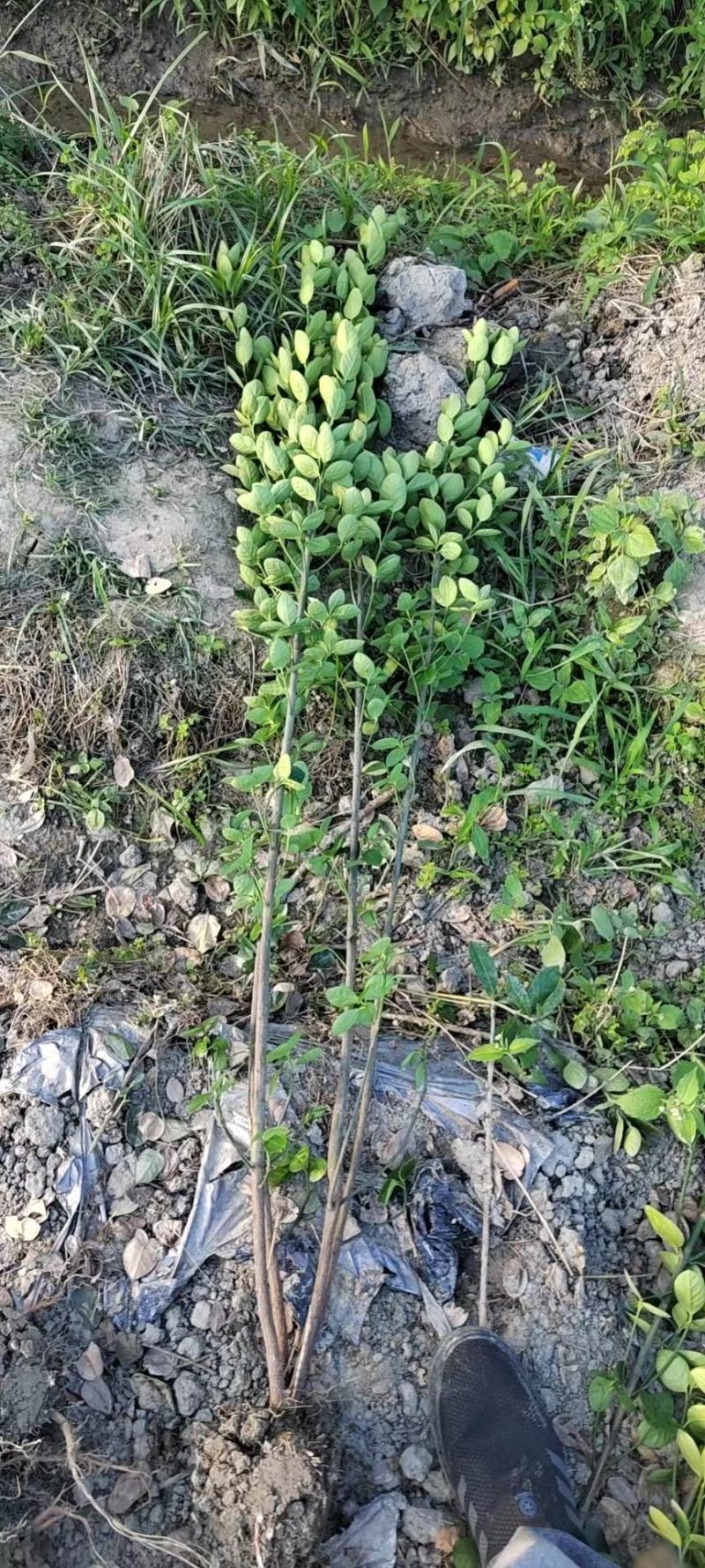 成都基地批发北海道黄杨，各种规格都有需要的老板联系。