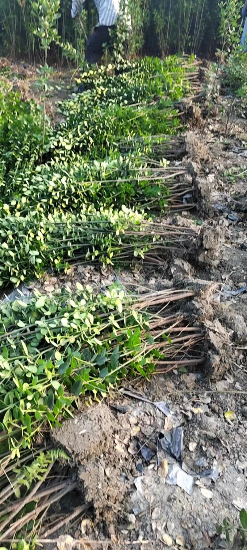 成都基地批发北海道黄杨，各种规格都有需要的老板联系。