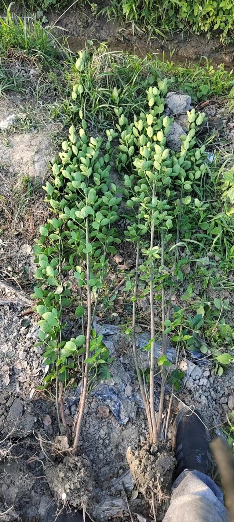 成都基地批发北海道黄杨，各种规格都有需要的老板联系。