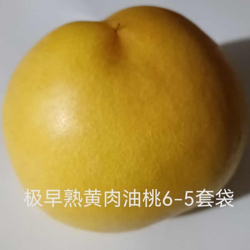 极早熟黄肉油桃嫁接枝条