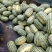 河南绿爽西瓜🍉大量上市新鲜采摘产地直发品质有保障