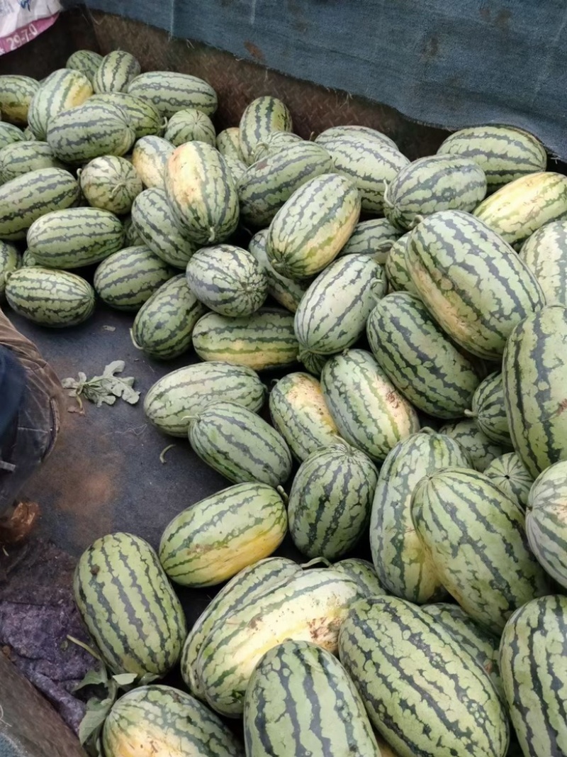 河南绿爽西瓜🍉大量上市新鲜采摘产地直发品质有保障