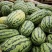 河南绿爽西瓜🍉大量上市新鲜采摘产地直发品质有保障
