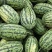 河南绿爽西瓜🍉大量上市新鲜采摘产地直发品质有保障