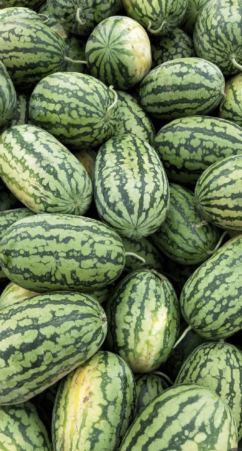 河南绿爽西瓜🍉大量上市新鲜采摘产地直发品质有保障