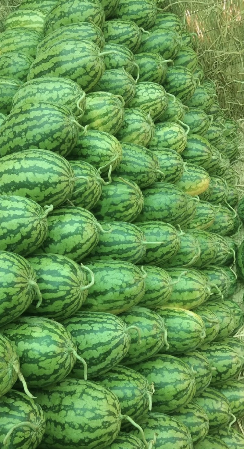 河南绿爽西瓜🍉大量上市新鲜采摘产地直发品质有保障