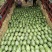 河南绿爽西瓜🍉大量上市新鲜采摘产地直发品质有保障