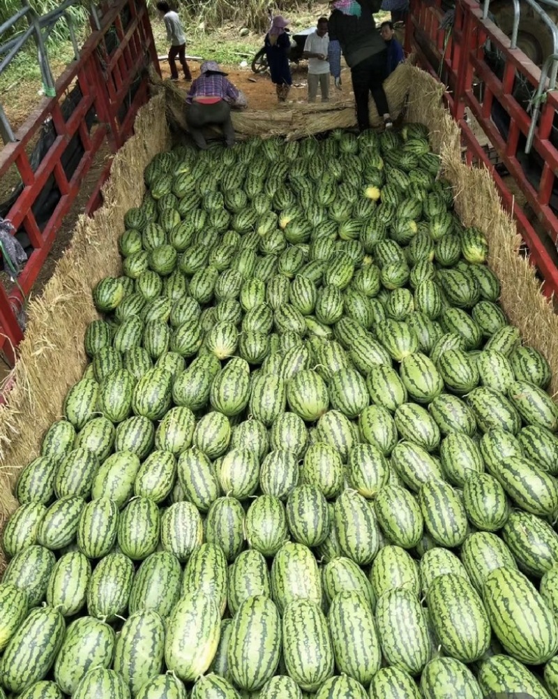 河南绿爽西瓜🍉大量上市新鲜采摘产地直发品质有保障