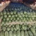 河南绿爽西瓜🍉大量上市新鲜采摘产地直发品质有保障