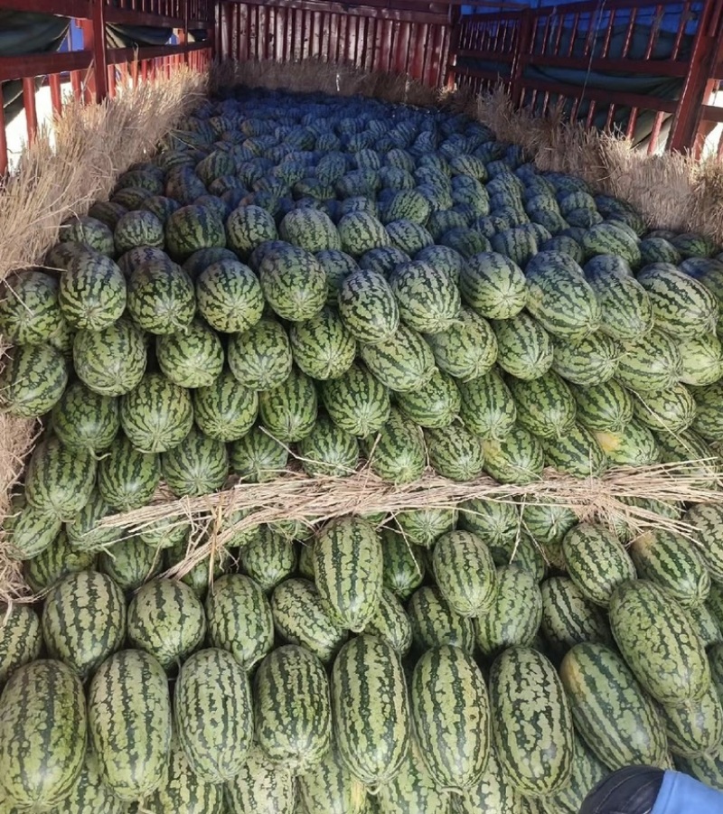 河南绿爽西瓜🍉大量上市新鲜采摘产地直发品质有保障