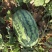河南绿爽西瓜🍉大量上市新鲜采摘产地直发品质有保障