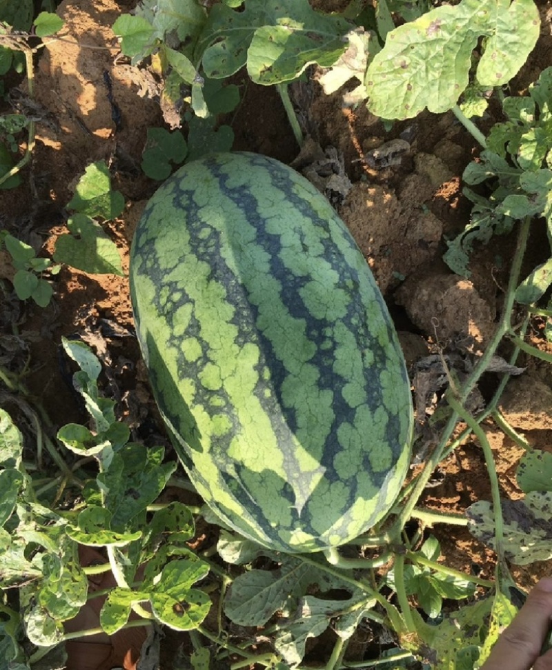 河南绿爽西瓜🍉大量上市新鲜采摘产地直发品质有保障