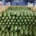 河南绿爽西瓜🍉大量上市新鲜采摘产地直发品质有保障
