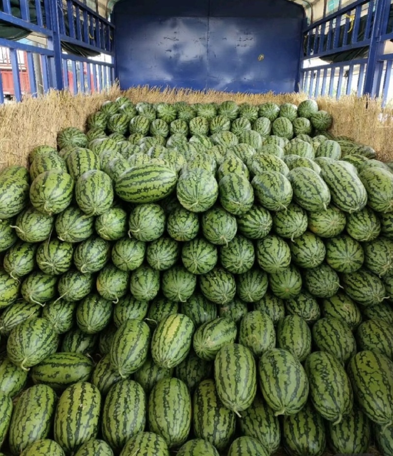 河南绿爽西瓜🍉大量上市新鲜采摘产地直发品质有保障