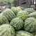 河南绿爽西瓜🍉大量上市新鲜采摘产地直发品质有保障