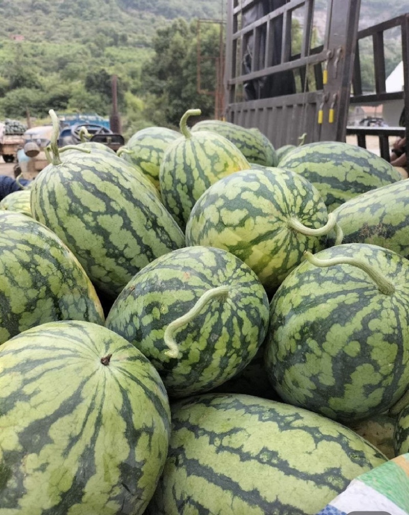 河南绿爽西瓜🍉大量上市新鲜采摘产地直发品质有保障
