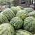 河南绿爽西瓜🍉大量上市新鲜采摘产地直发品质有保障