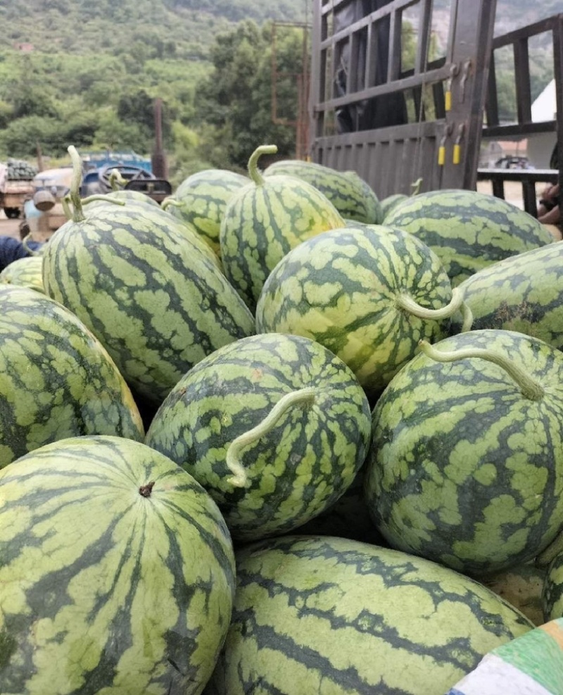 河南绿爽西瓜🍉大量上市新鲜采摘产地直发品质有保障