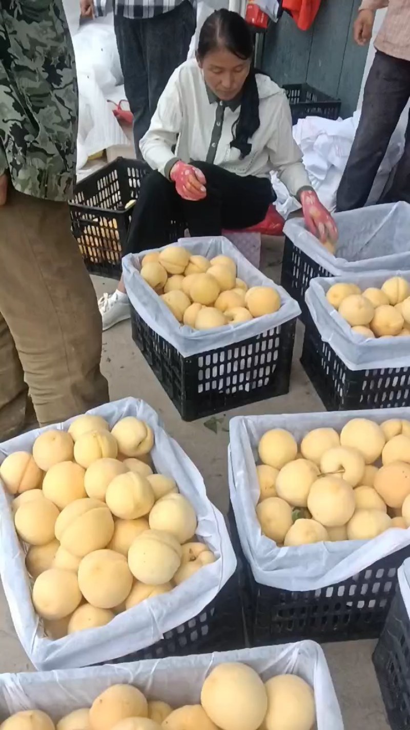 礼泉纸代油盘，毛桃，黄桃陆续上市。色泽亮丽，口味香甜。