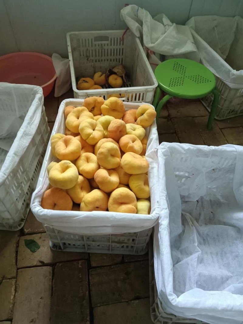 礼泉纸代油盘，毛桃，黄桃陆续上市。色泽亮丽，口味香甜。