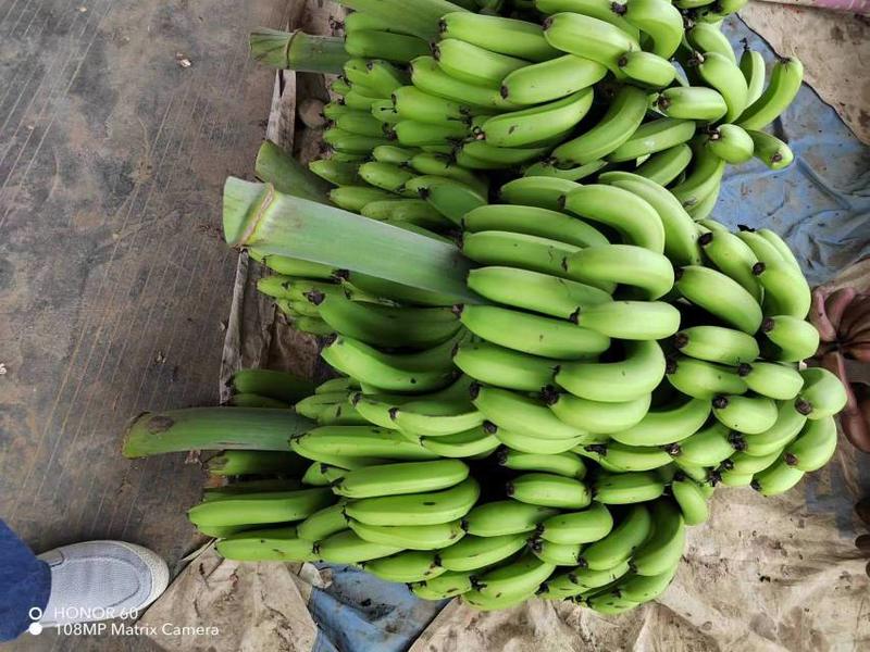 广西南宁香蕉产地直发一手货源充足电联洽谈