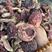 精挑红菇大标红菇云南野生红菇小叮菇食用菌红菇质量保证