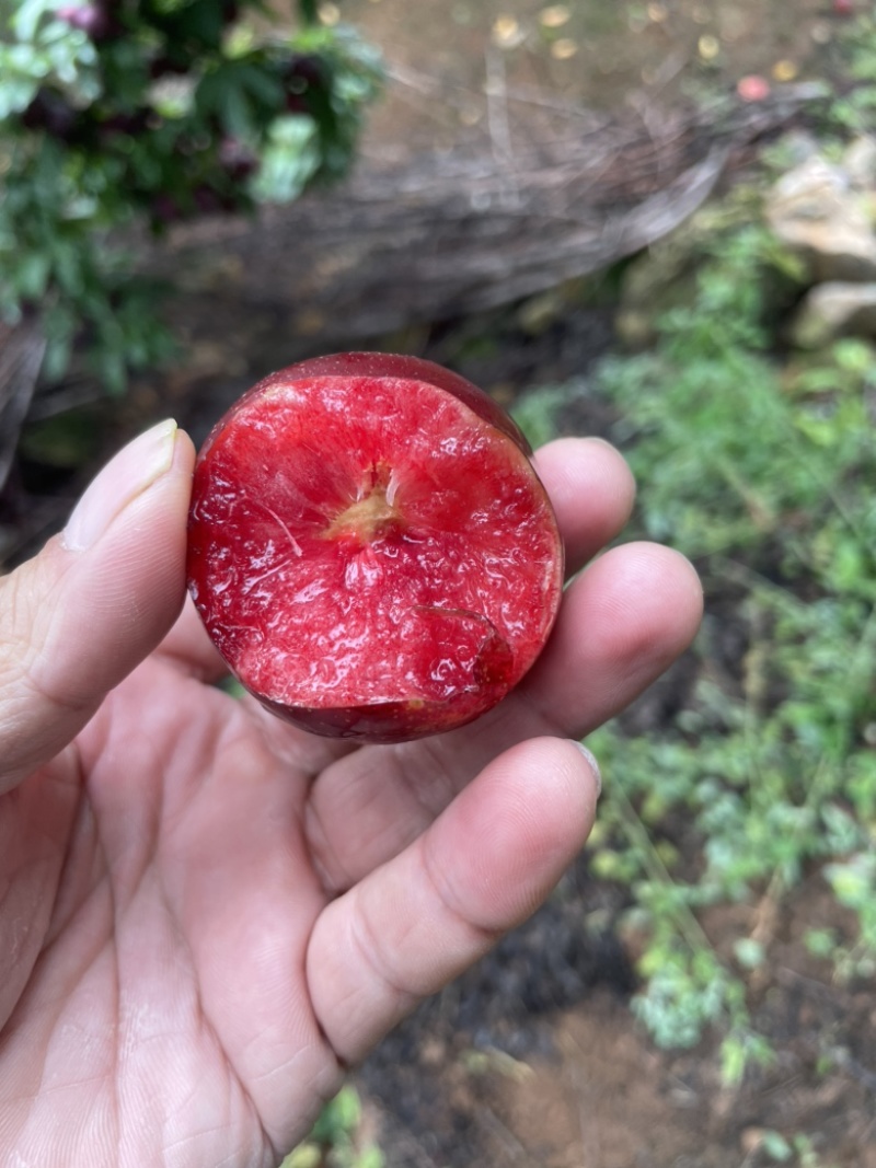 精品红心李，八宝单，五月脆，自家果园，自产自销！