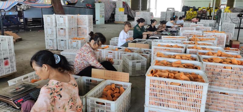 湘西绿心猕猴桃大量供应可按需精准克重分级（催熟）