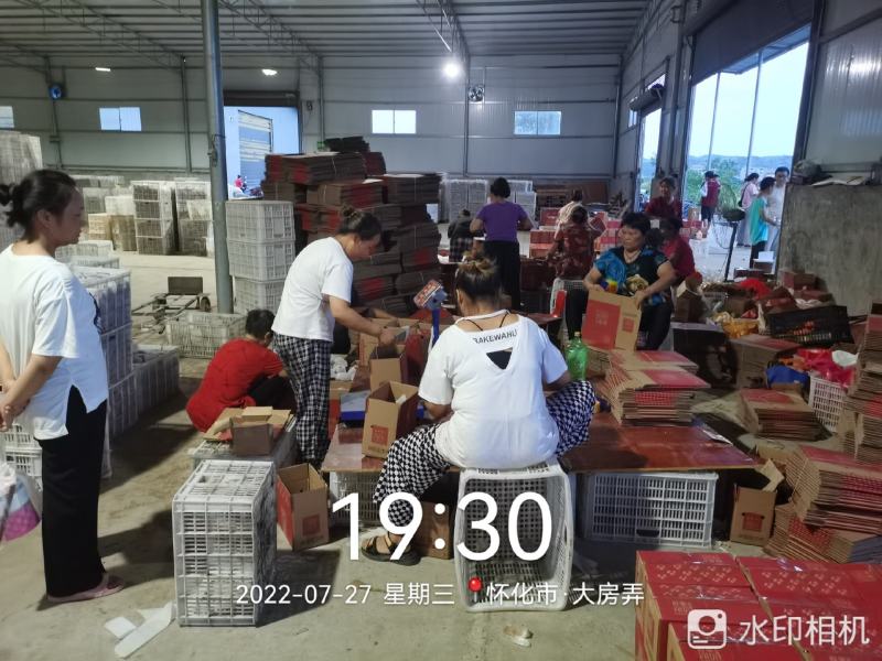 湘西绿心猕猴桃大量供应可按需精准克重分级（催熟）