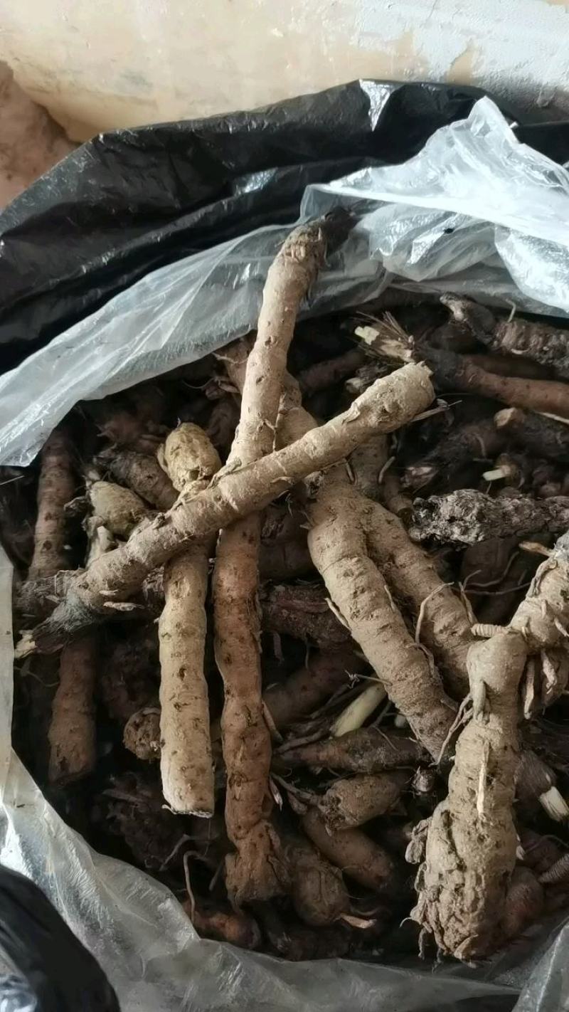 仙茅小粽根地棕根野生贵州地道药材鲜货干货当季新货