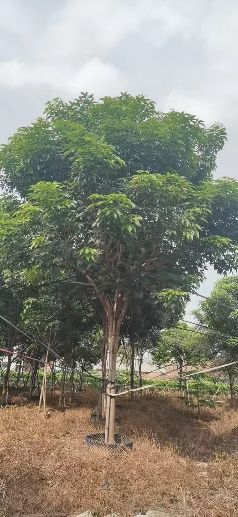 紫花风铃木