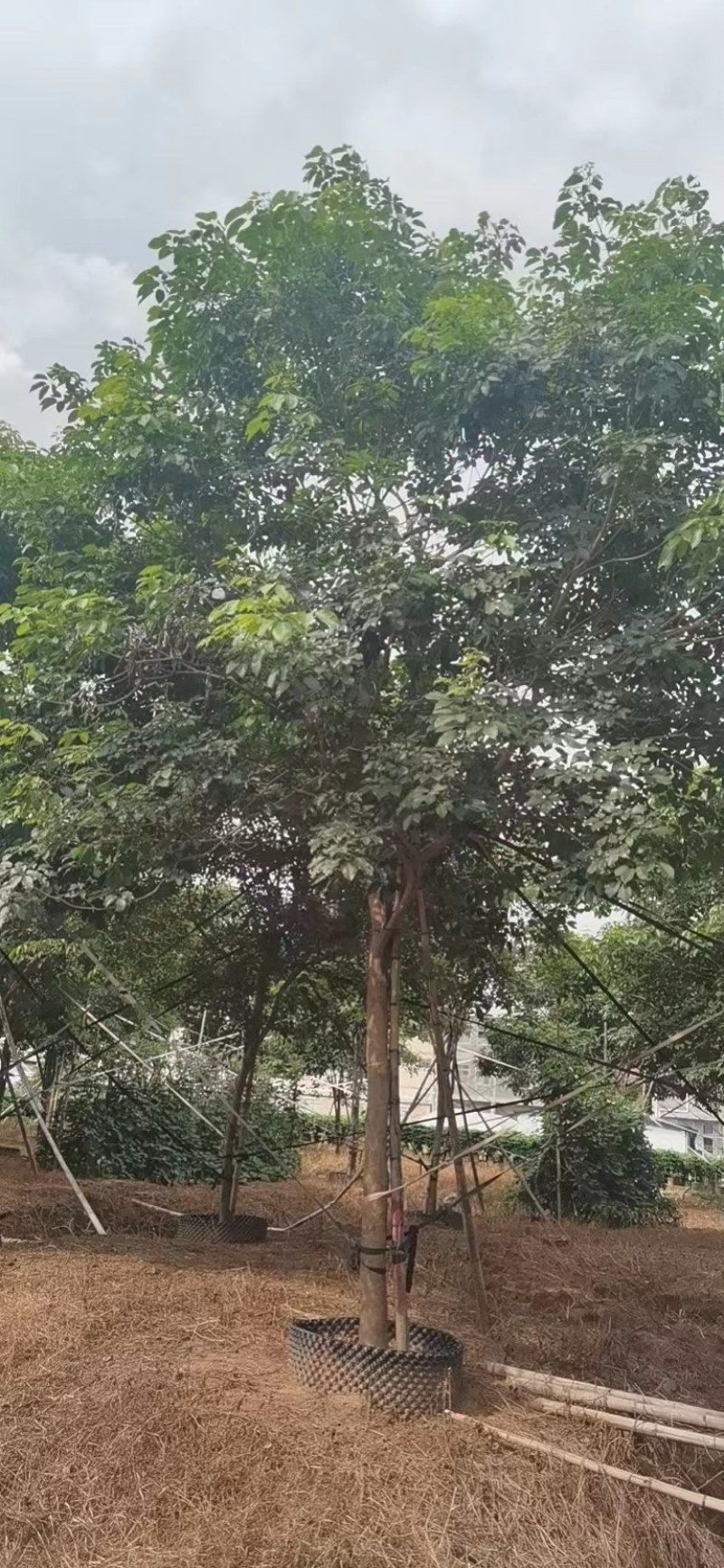紫花风铃木