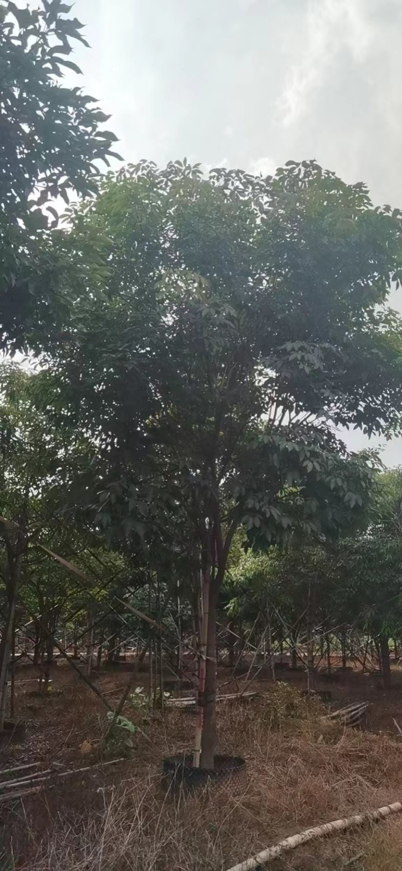 紫花风铃木