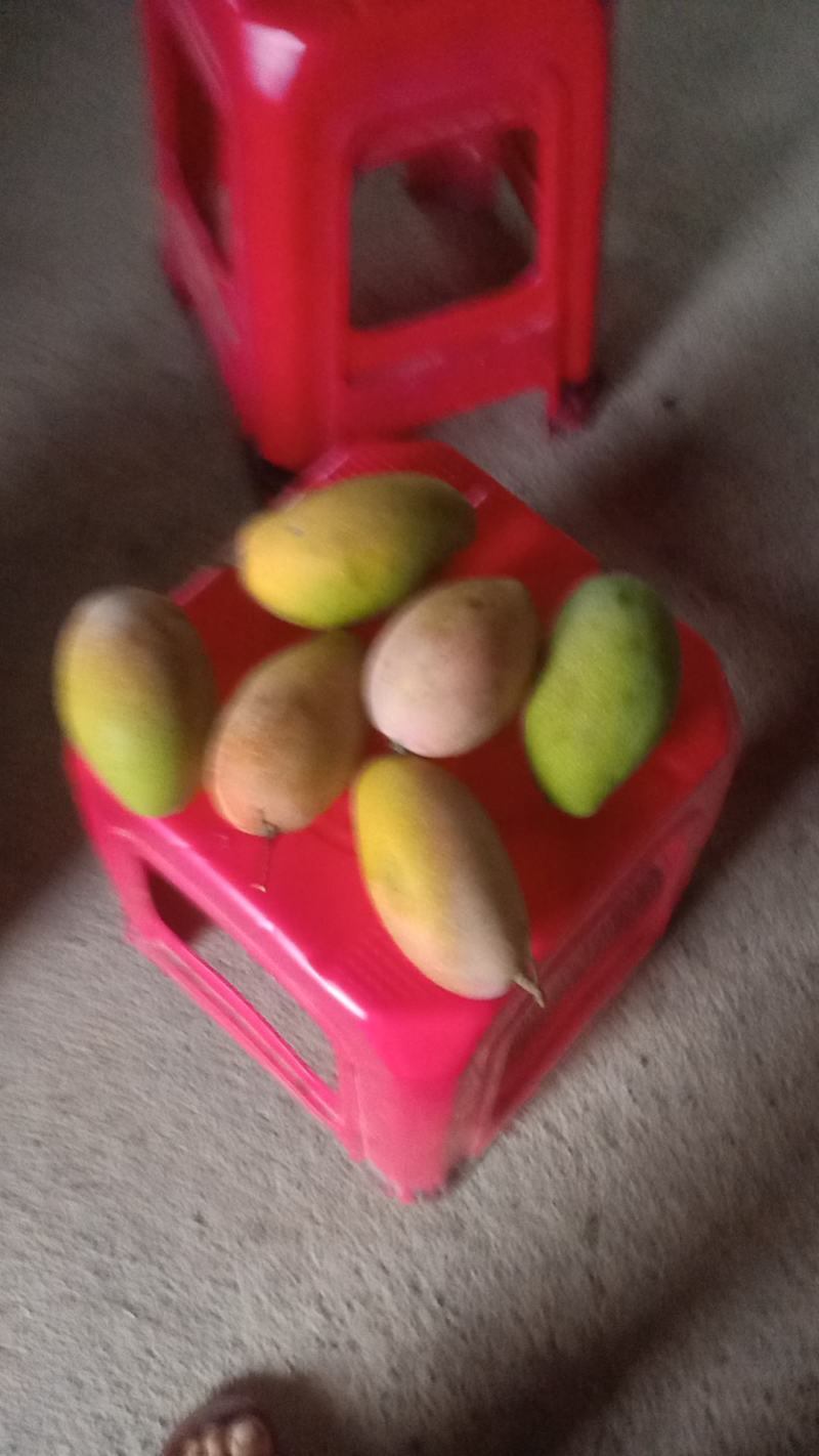 广西百色芒果