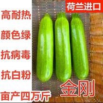 耐热油绿西葫芦种子耐40度高温优质高产