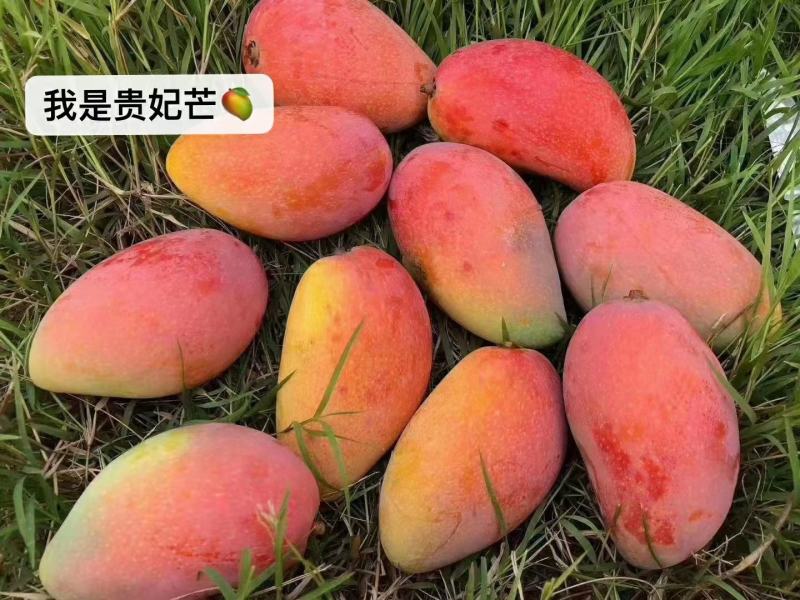 广西百色田东贵妃芒果大量供应香味浓郁欢迎来电