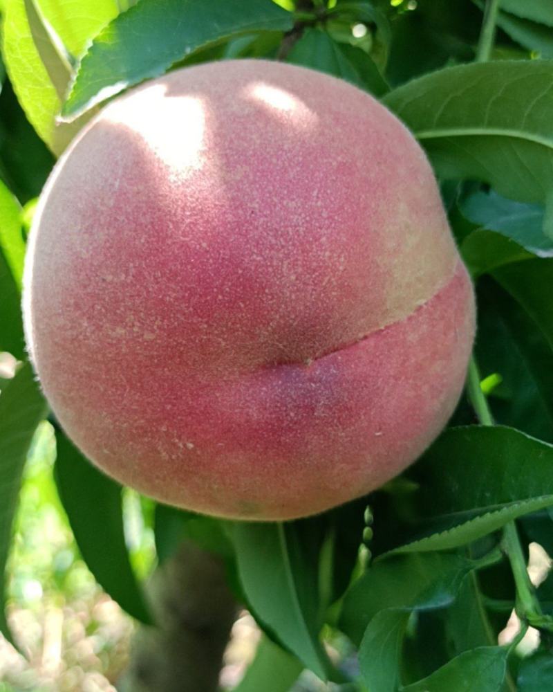 血桃