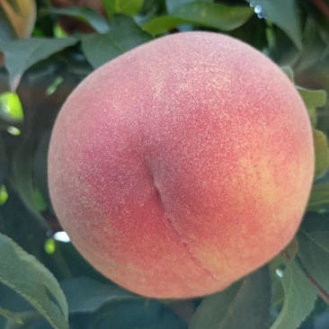 血桃