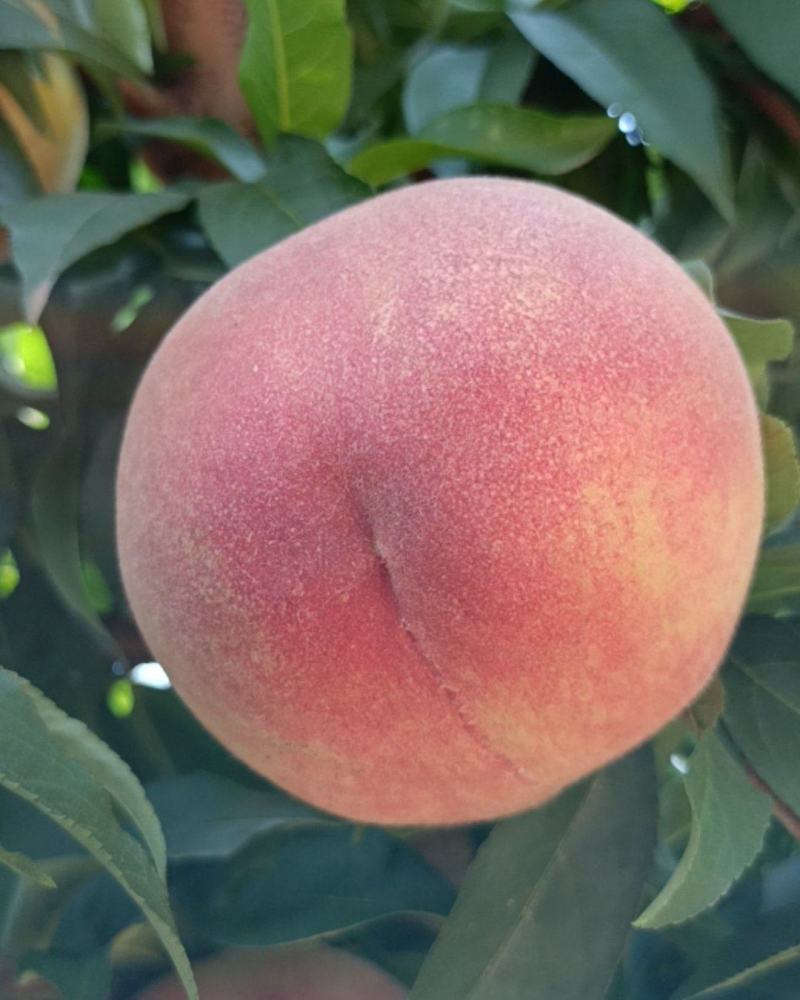 血桃