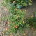 石榴花带花带果发货室内室外常备绿植开花结果盆栽易养护