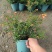 石榴花带花带果发货室内室外常备绿植开花结果盆栽易养护