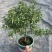 石榴花带花带果发货室内室外常备绿植开花结果盆栽易养护