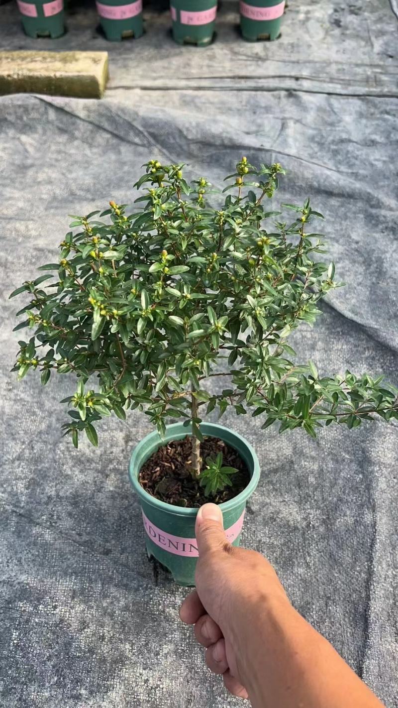 石榴花带花带果发货室内室外常备绿植开花结果盆栽易养护